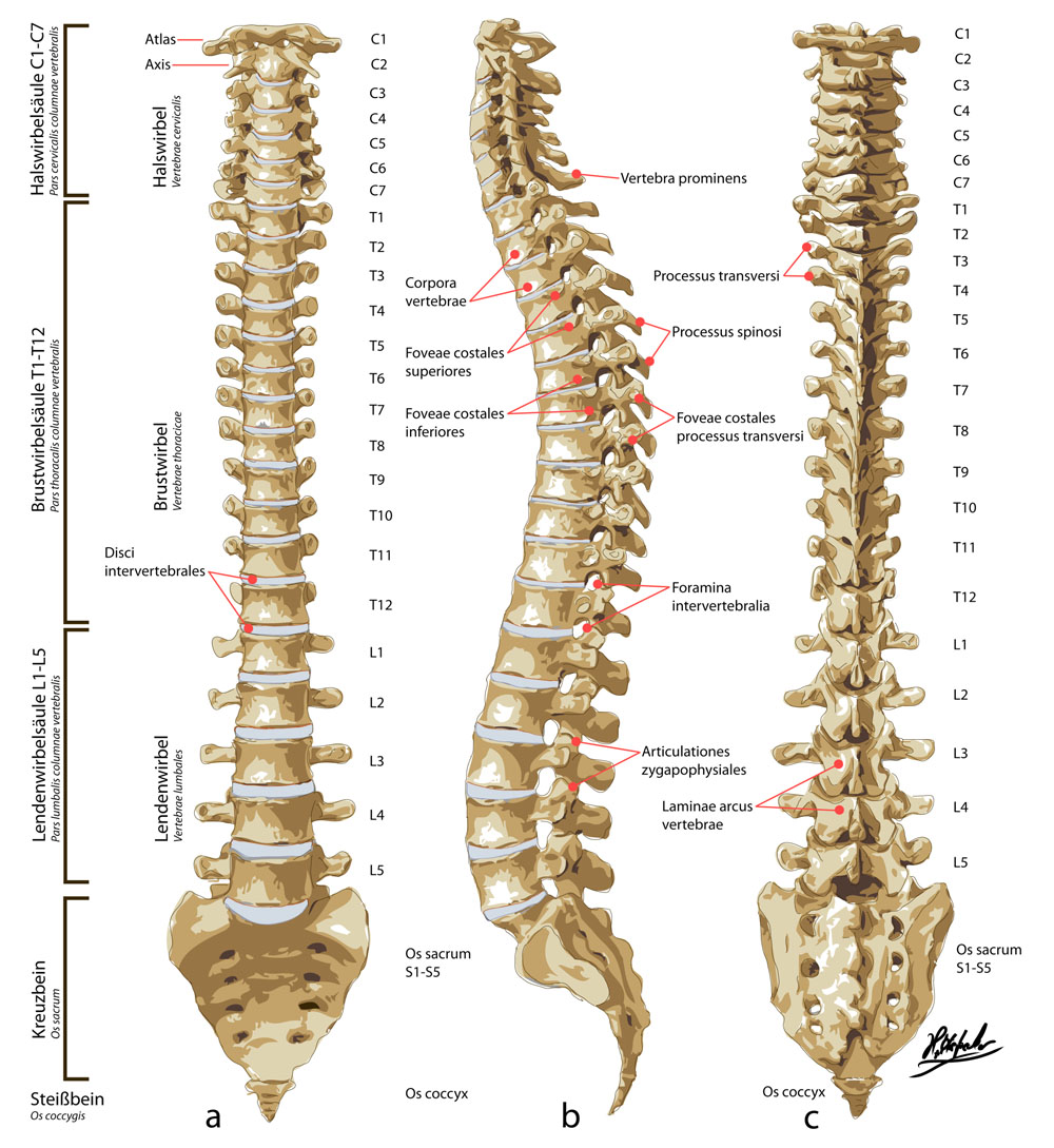 Columna vertebralis set forfra, fra siden og forfra