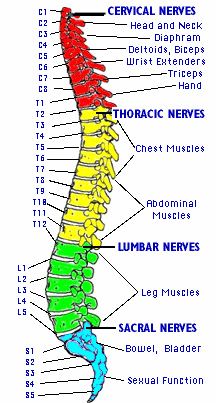 Fil:Spine.jpg